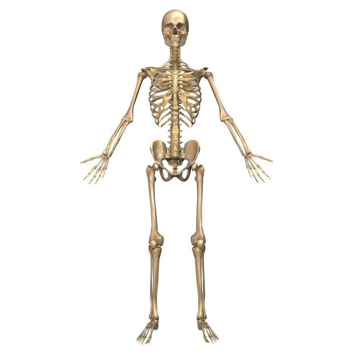 Human skeletal system front view Poster Print Image 2