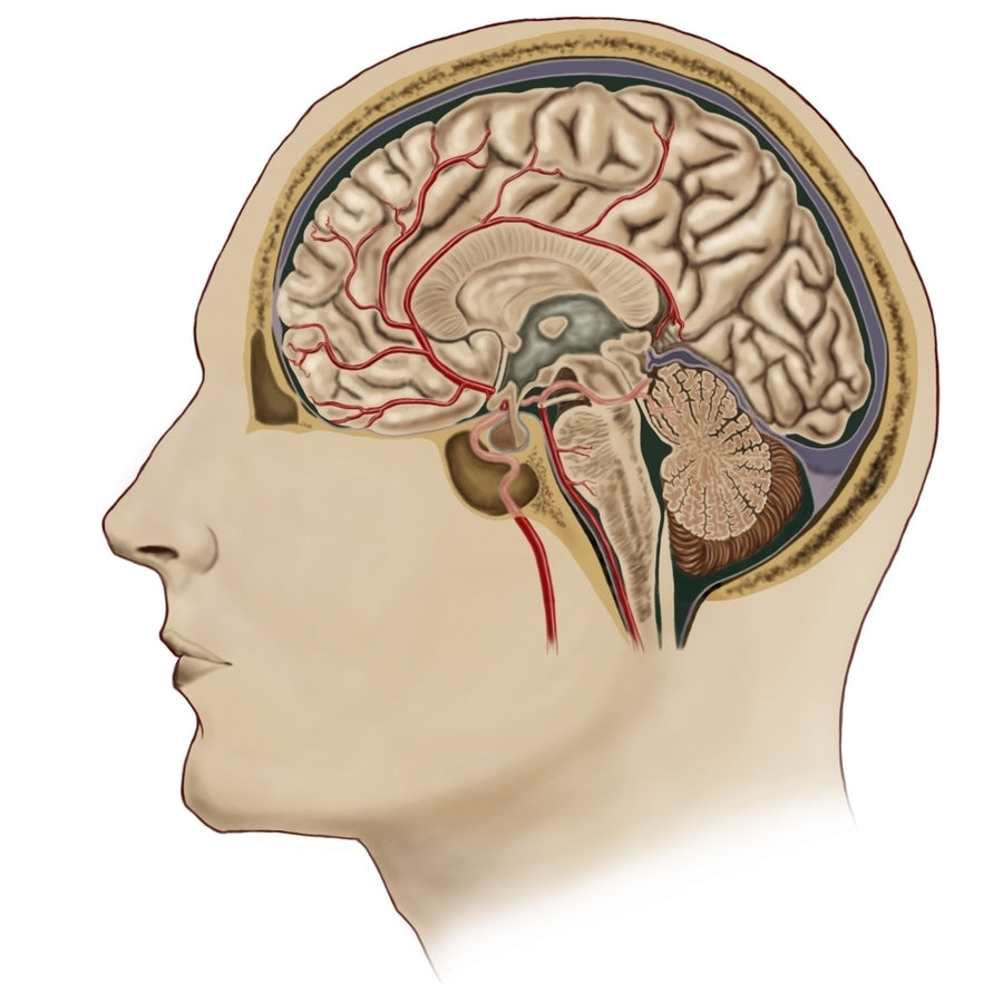 Cross section of brain with arteries Poster Print Image 1