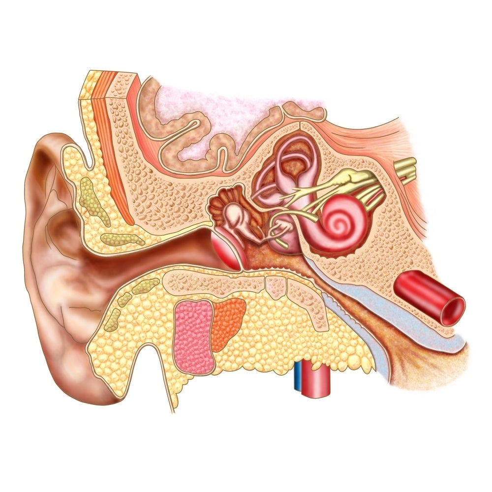 Anatomy of human ear Poster Print Image 1