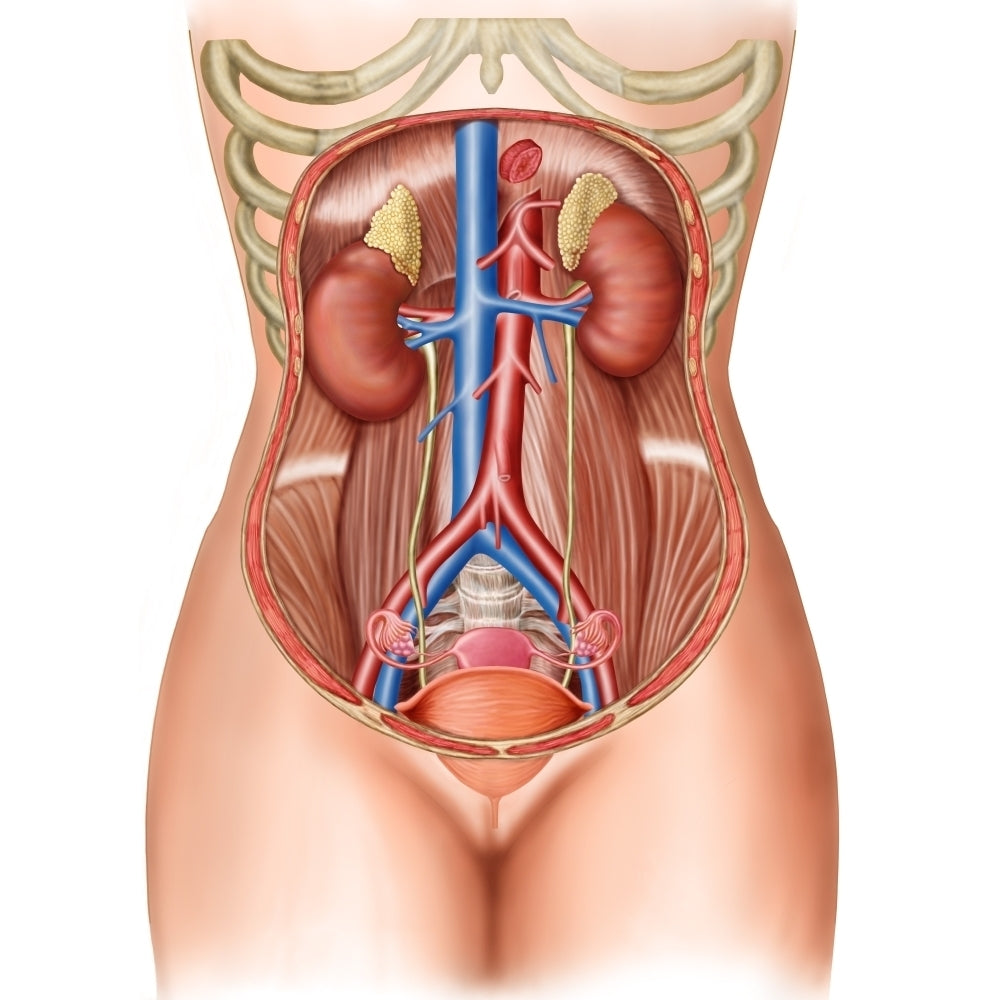 Anatomy of human organs Poster Print Image 1