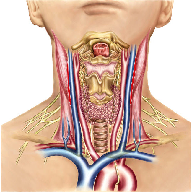 Anatomy of human neck Poster Print by Stocktrek Images Image 2