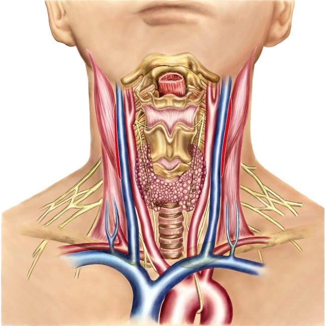 Anatomy of human neck Poster Print by Stocktrek Images Image 1