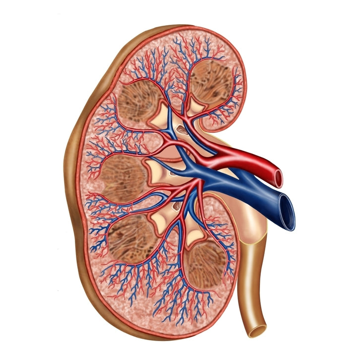 Cross section of internal anatomy of kidney Poster Print Image 1