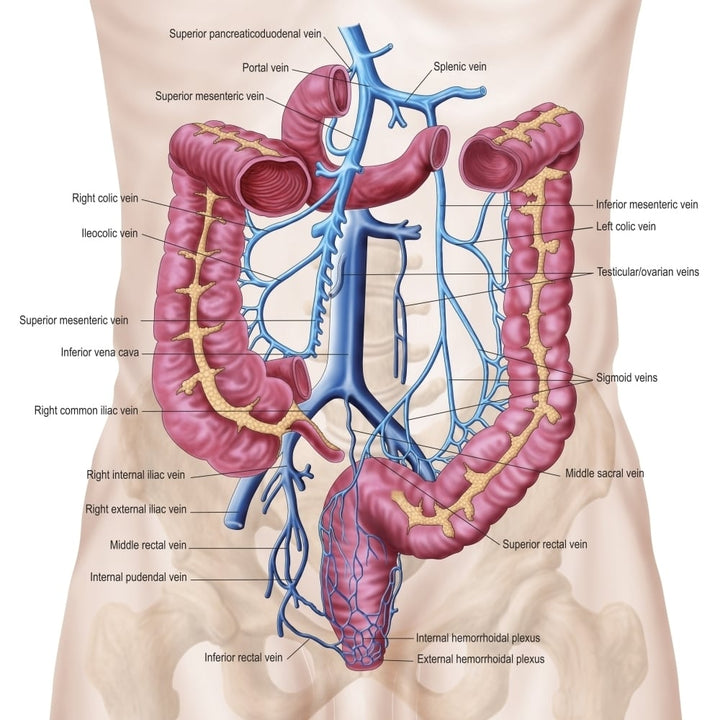 Anatomy of human abdominal vein system Poster Print Image 1