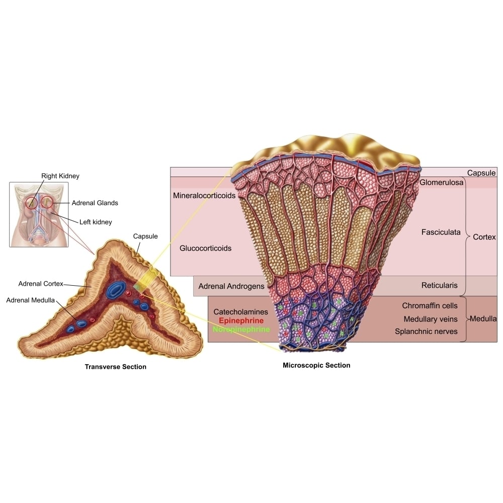 Anatomy of adrenal gland cross section Poster Print Image 2