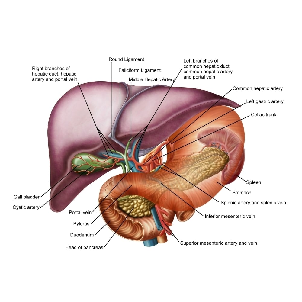 Anatomy of liver antero-visceral view Poster Print Image 2