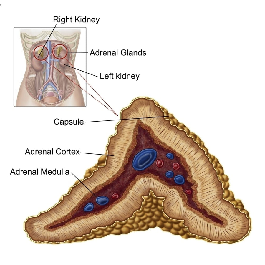 Anatomy of adrenal gland transverse section Poster Print Image 1