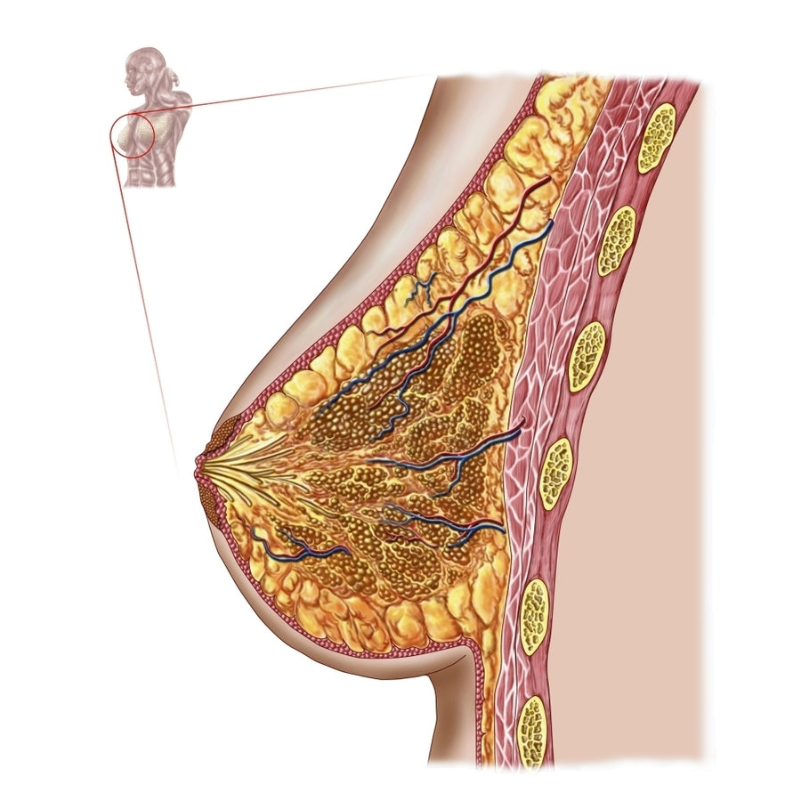 Anatomy of the female breast Poster Print Image 1