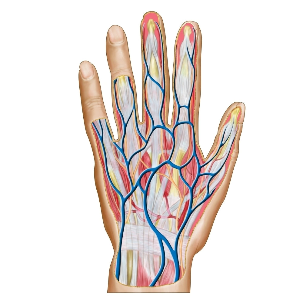 Anatomy of back of human hand Poster Print Image 2