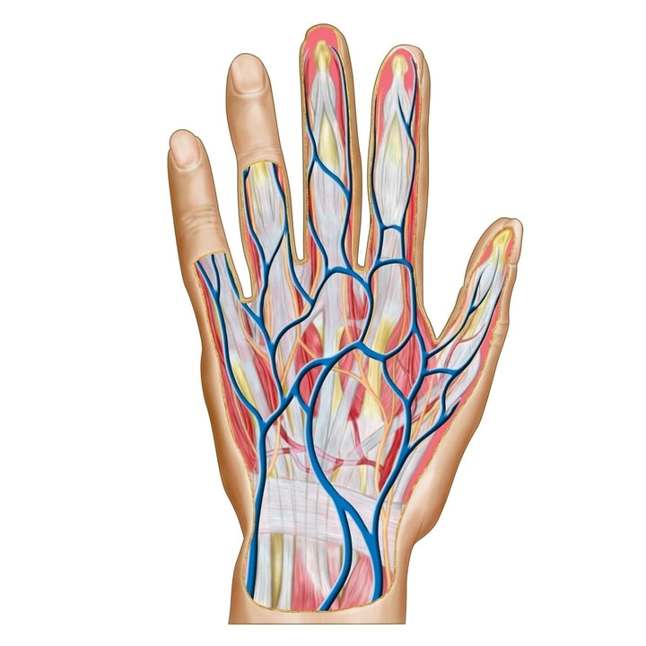 Anatomy of back of human hand Poster Print Image 1