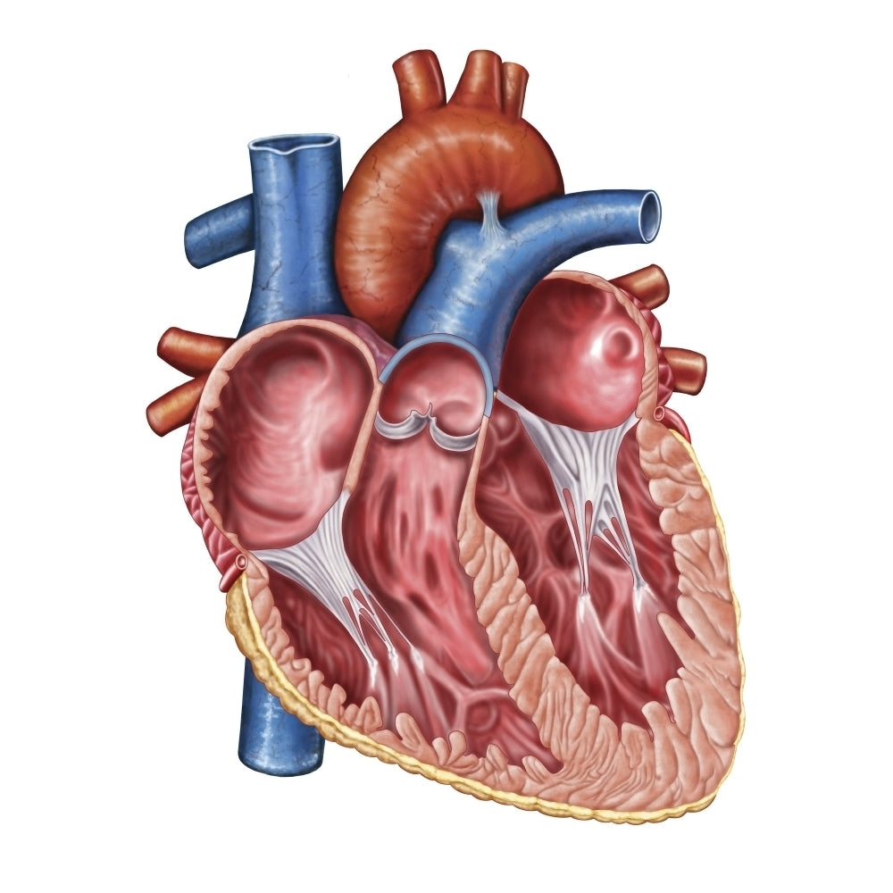 Interior of human heart Poster Print Image 1