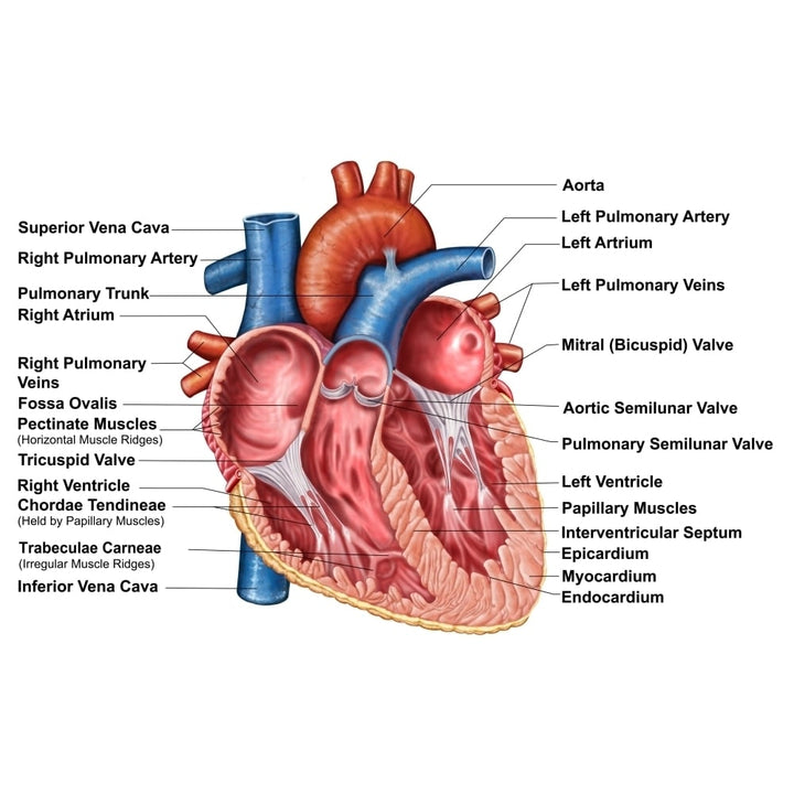 Anatomy of heart interior frontal section Poster Print Image 1