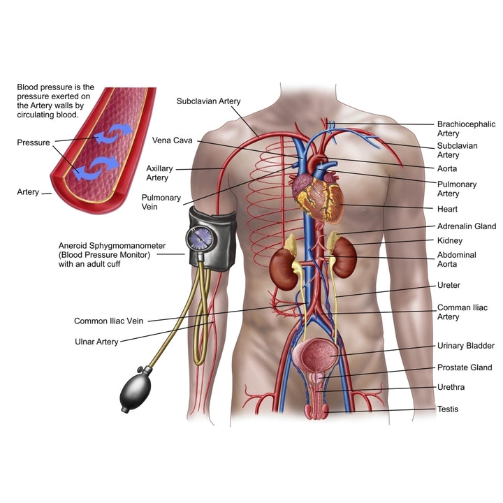 Blood pressure and circulatory system Poster Print Image 1