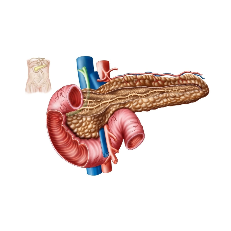 Anatomy of pancreas Poster Print Image 1