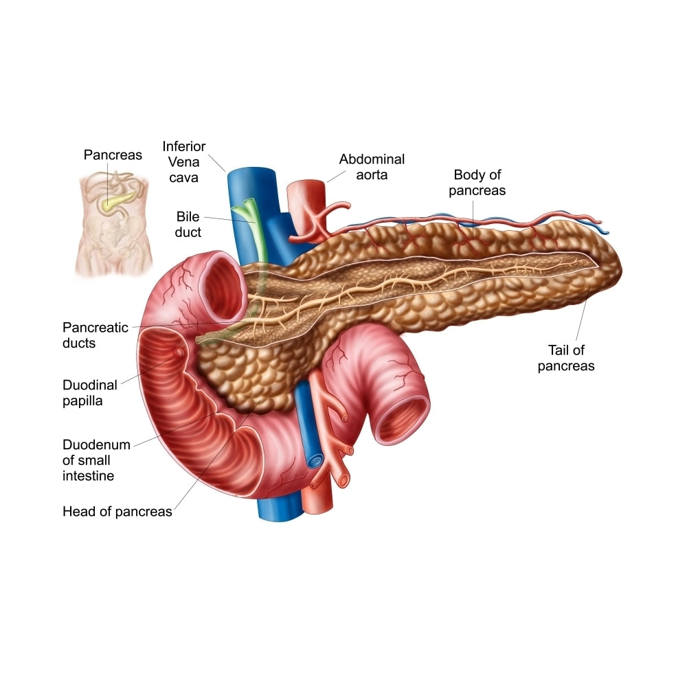 Anatomy of pancreas Poster Print Image 1