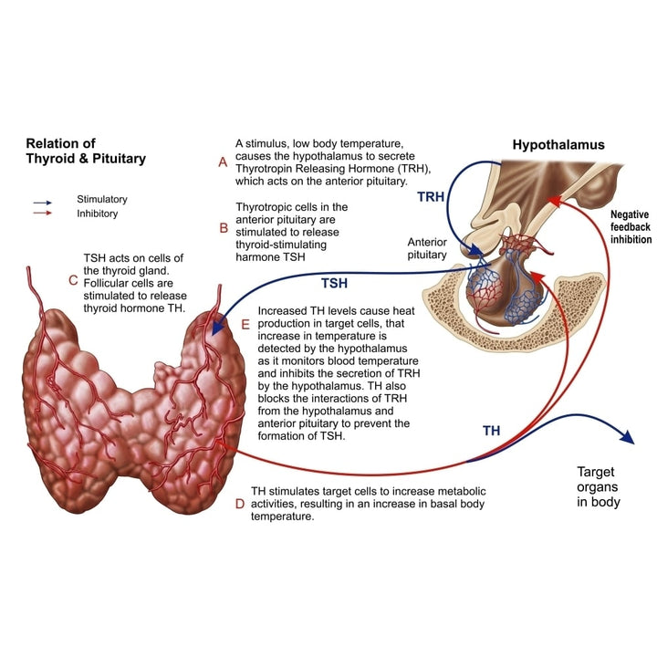 Relation of thyroid and pituitary gland Poster Print Image 1