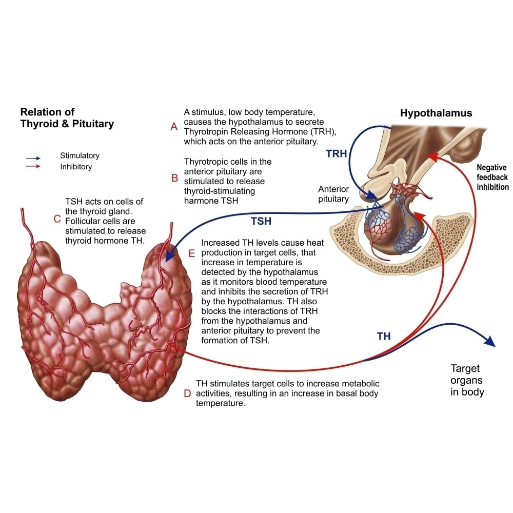 Relation of thyroid and pituitary gland Poster Print Image 2