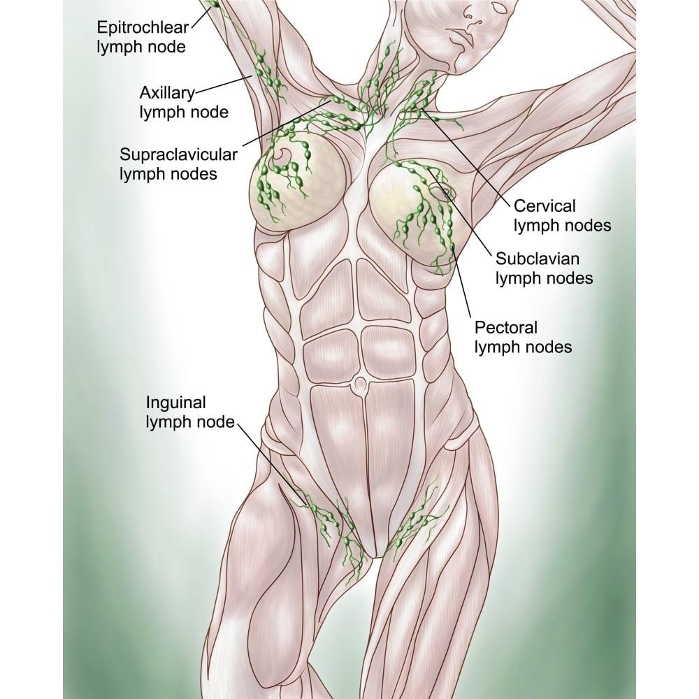 Anatomy of superficial lymphatics Poster Print Image 2