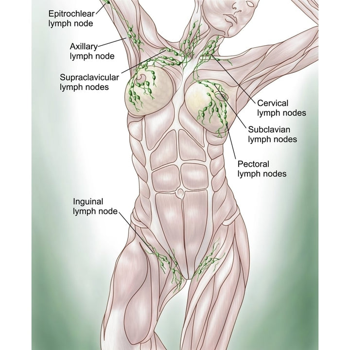 Anatomy of superficial lymphatics Poster Print Image 2