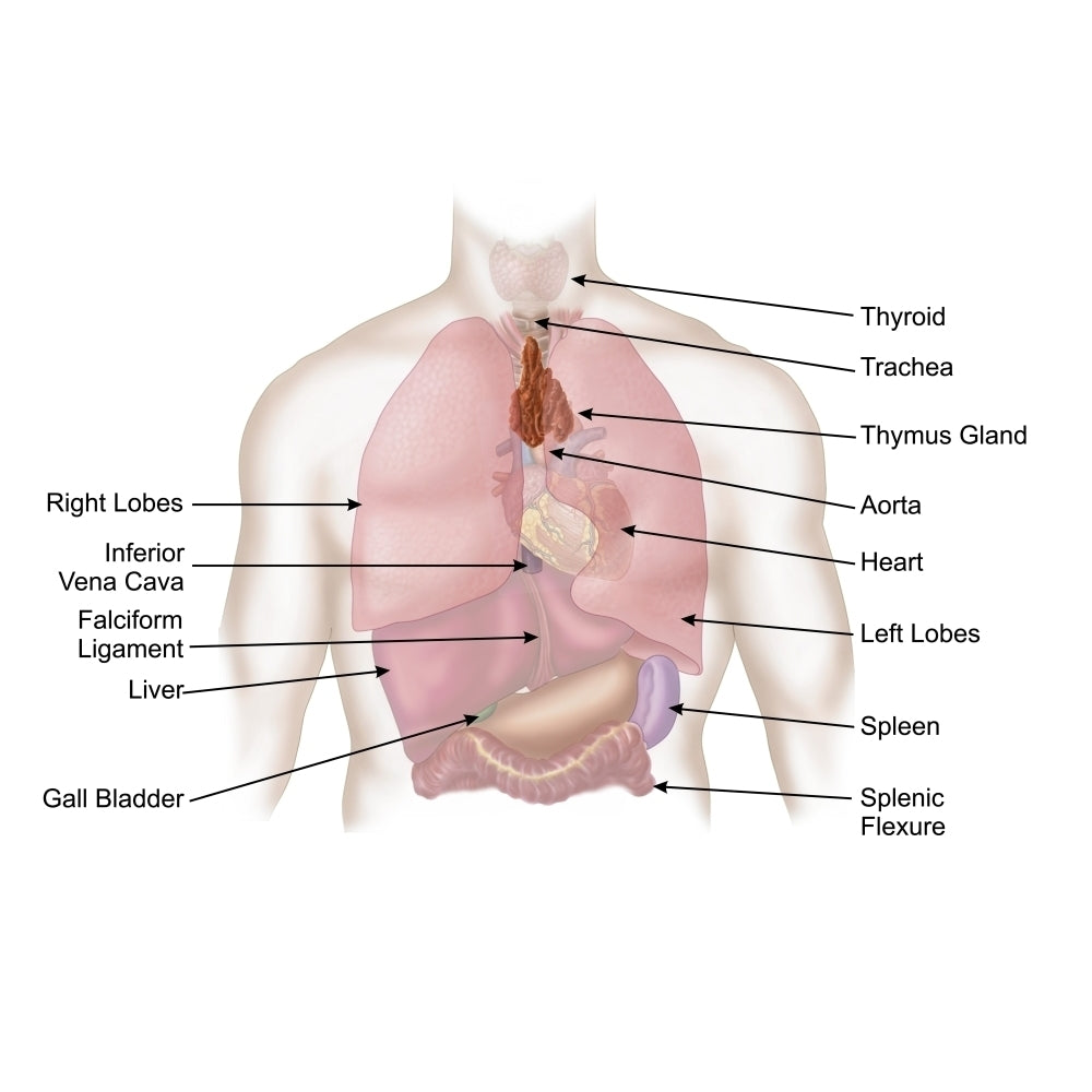 Biomedical illustration of human respiratory and digestive system Poster Print Image 1