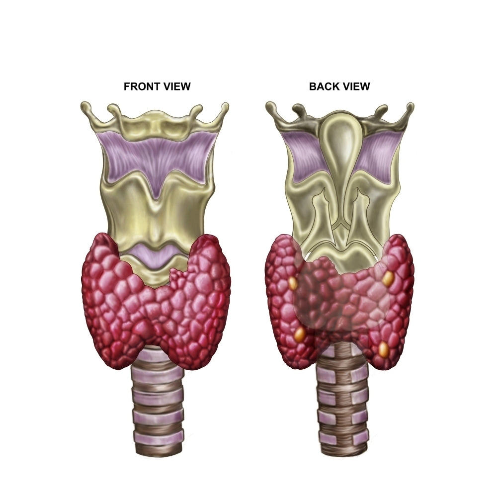 Anatomy of thyroid gland with larynx and cartilage Poster Print Image 1