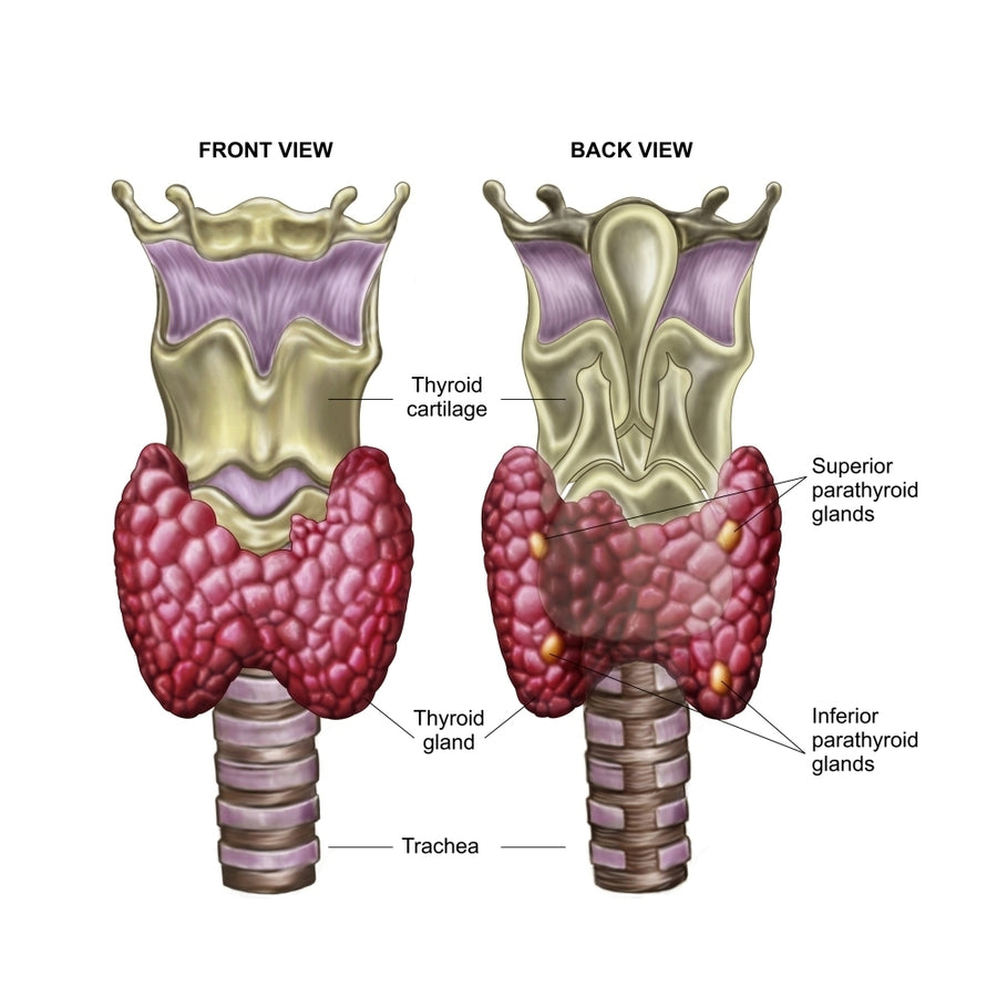 Anatomy of thyroid gland with larynx and cartilage Poster Print Image 1