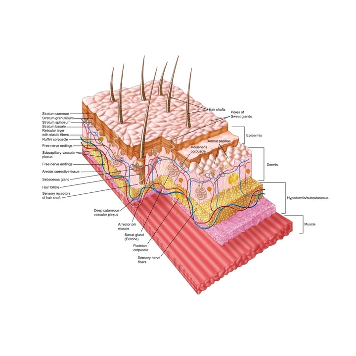 Anatomy of the human skin Poster Print Image 1