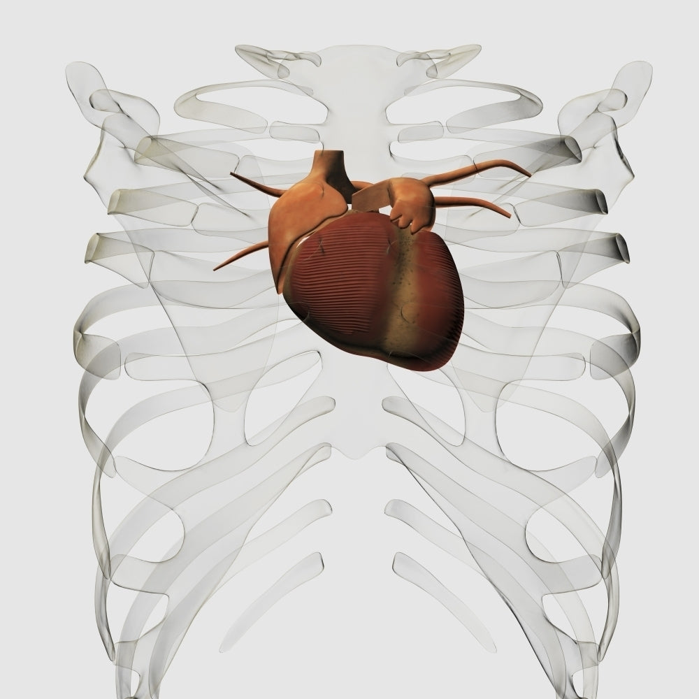 Medical illustration of human heart and rib cage Poster Print Image 2