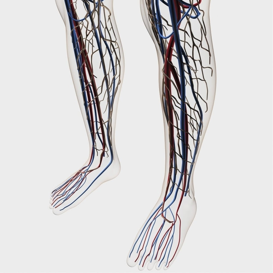 Medical illustration of arteries veins and lymphatic system in human legs Poster Print Image 1