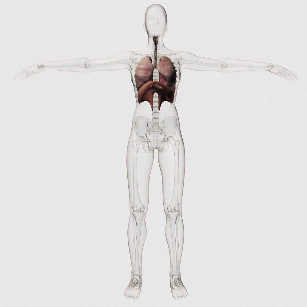 Three dimensional view of the female respiratory system Poster Print Image 1