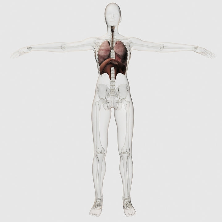 Three dimensional view of the female respiratory system Poster Print Image 2