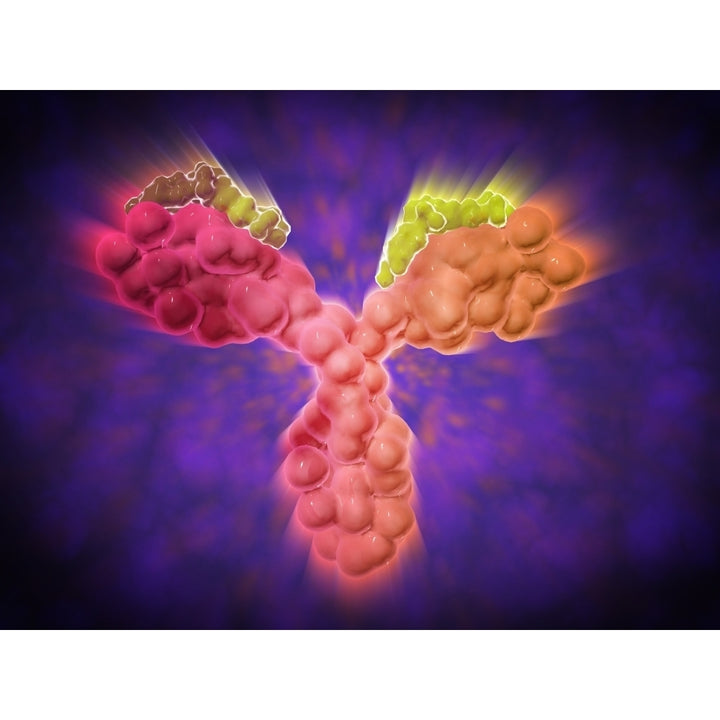 Microscopic view of a human antibody Poster Print Image 1