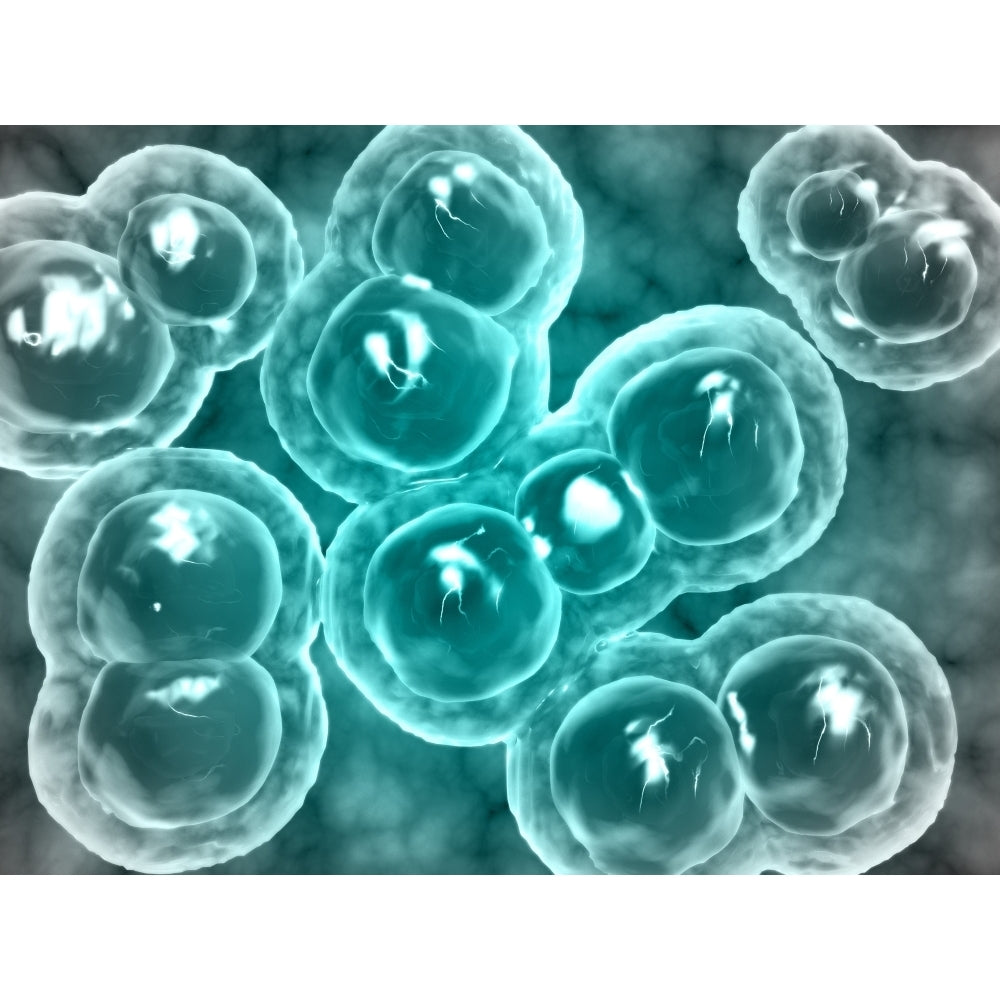 Microscopic view of chlamydia Poster Print Image 2