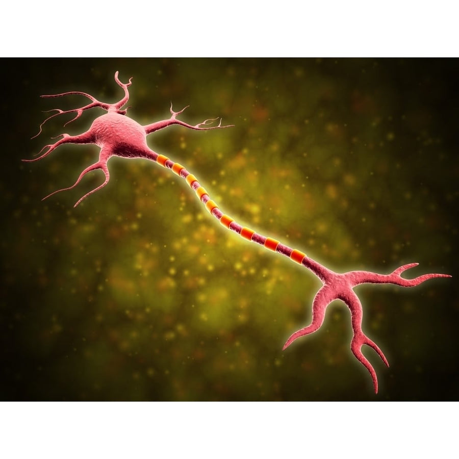 Microscopic view of a multipolar neuron Poster Print Image 1