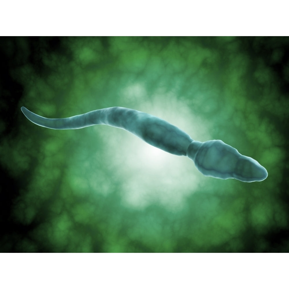 Microscopic view of a single male sperm cell Poster Print Image 1