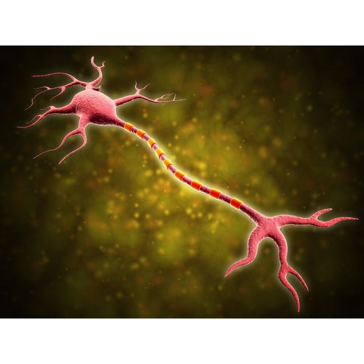 Microscopic view of a multipolar neuron Poster Print Image 2