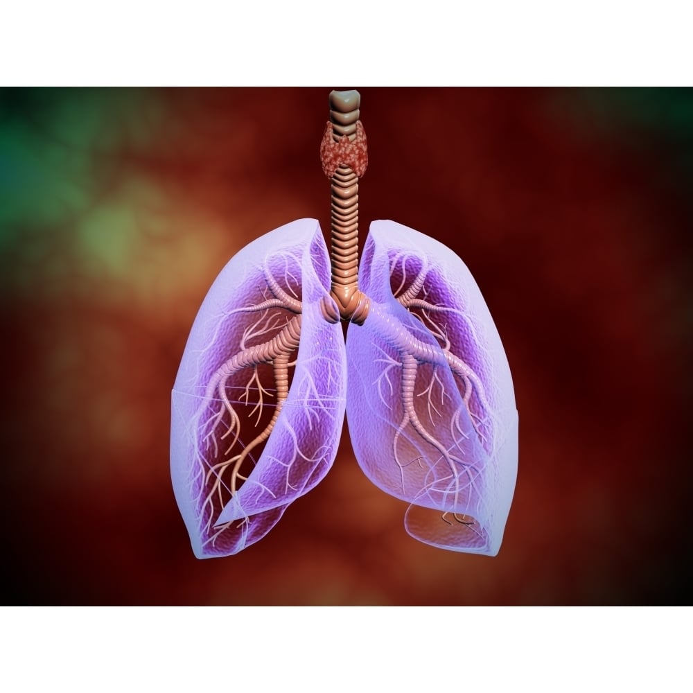 Illustration of trachea with lungs transperancy look Poster Print Image 1