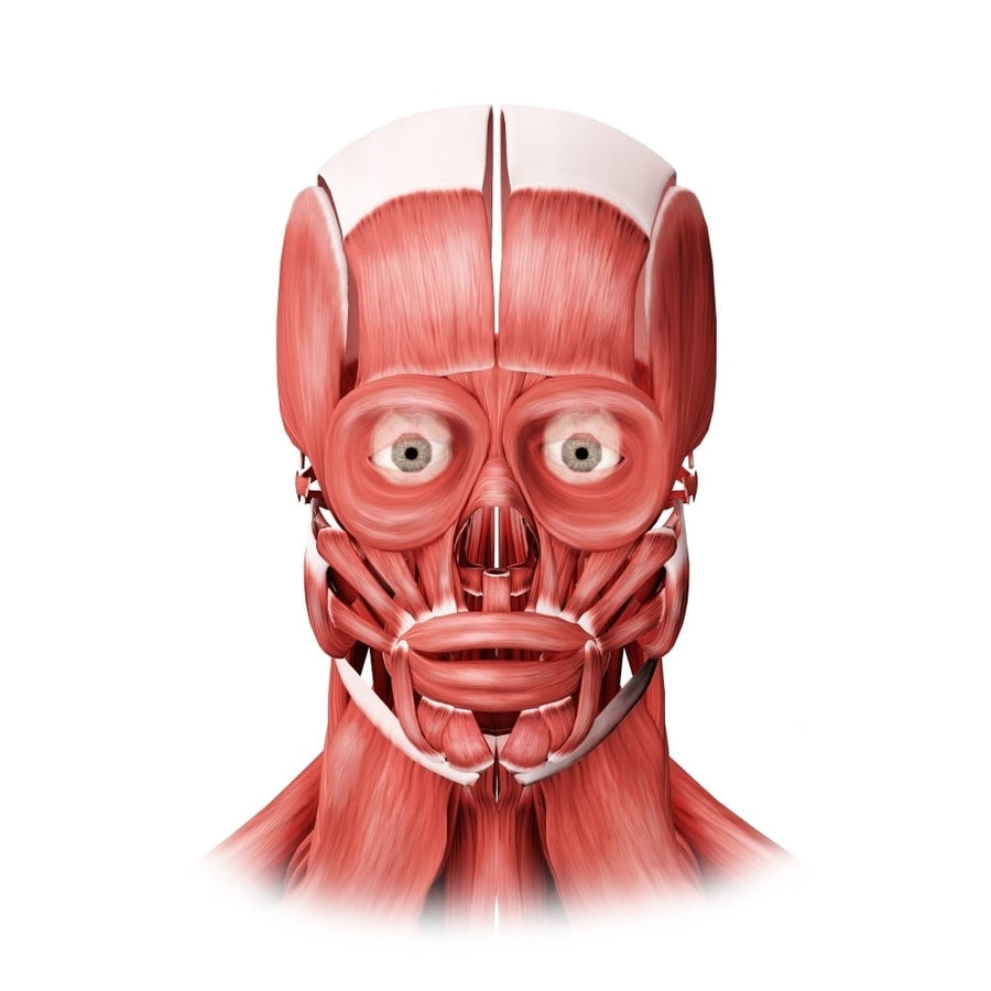 Medical illustration of male facial muscles front view Poster Print Image 1