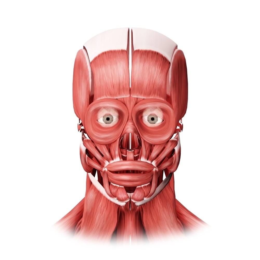 Medical illustration of male facial muscles front view Poster Print Image 2