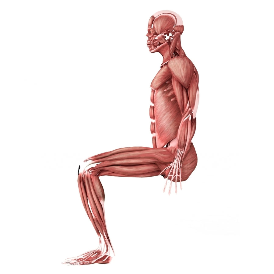 Medical illustration of male muscles in a sitting position Poster Print Image 1