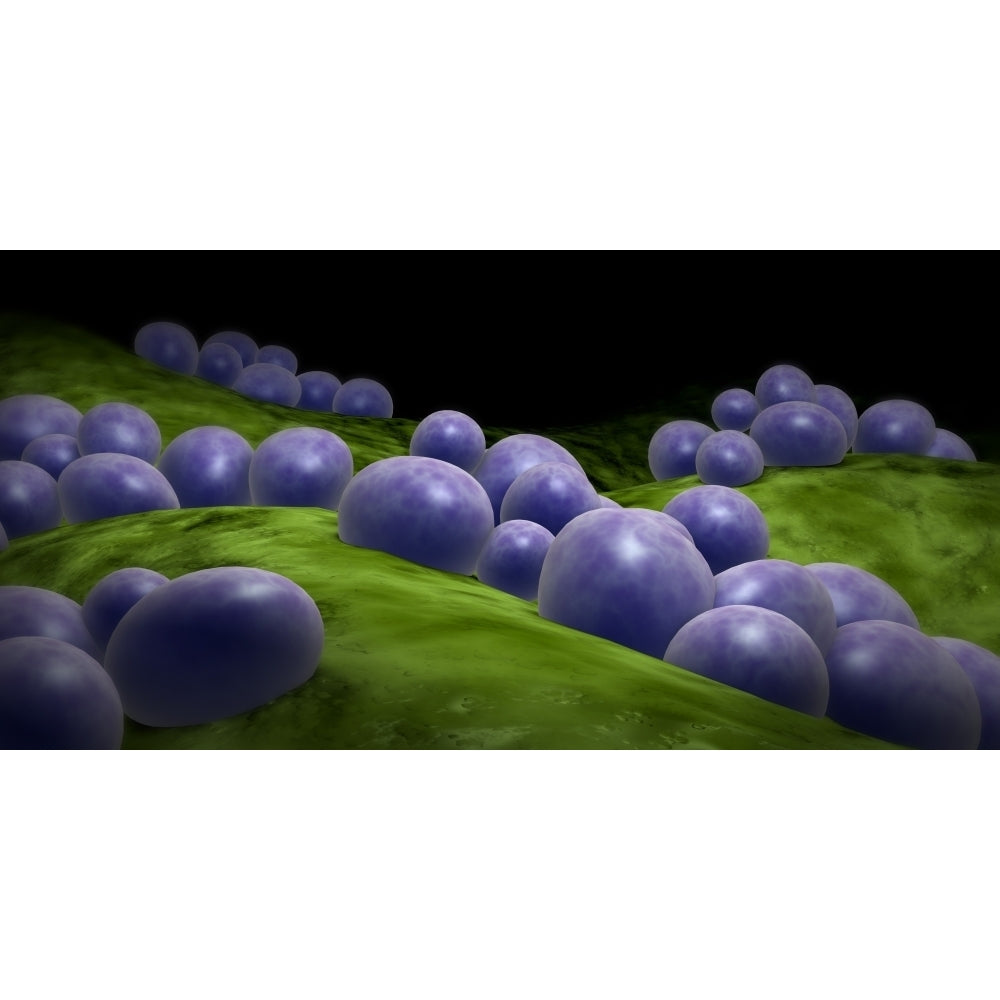 Microscopic view of staphylococcus Poster Print Image 1