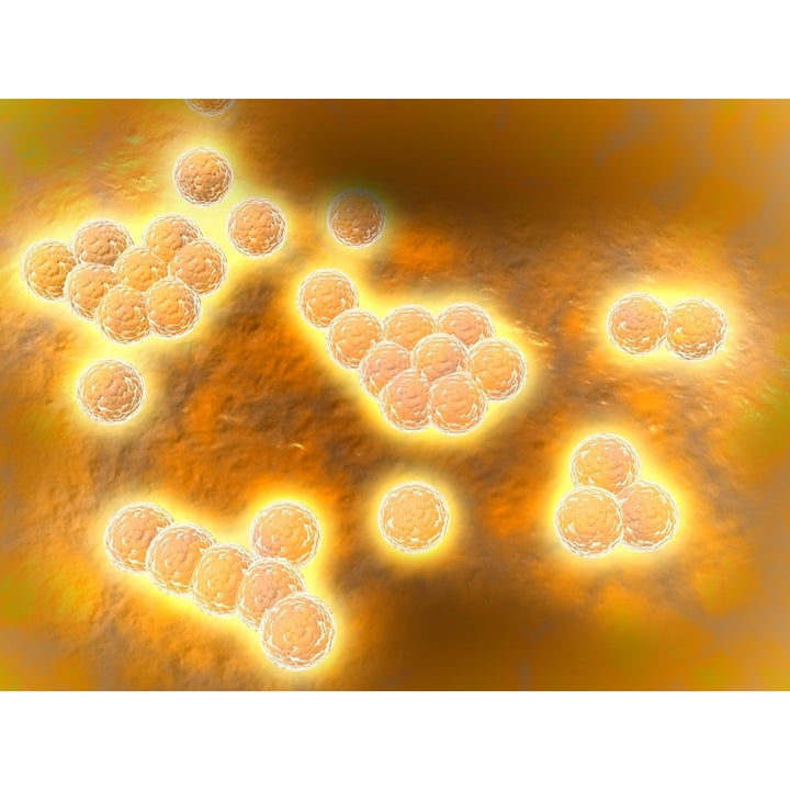 Microscopic view of Methicillin-resistant Staphylococcus aureus Poster Print Image 1