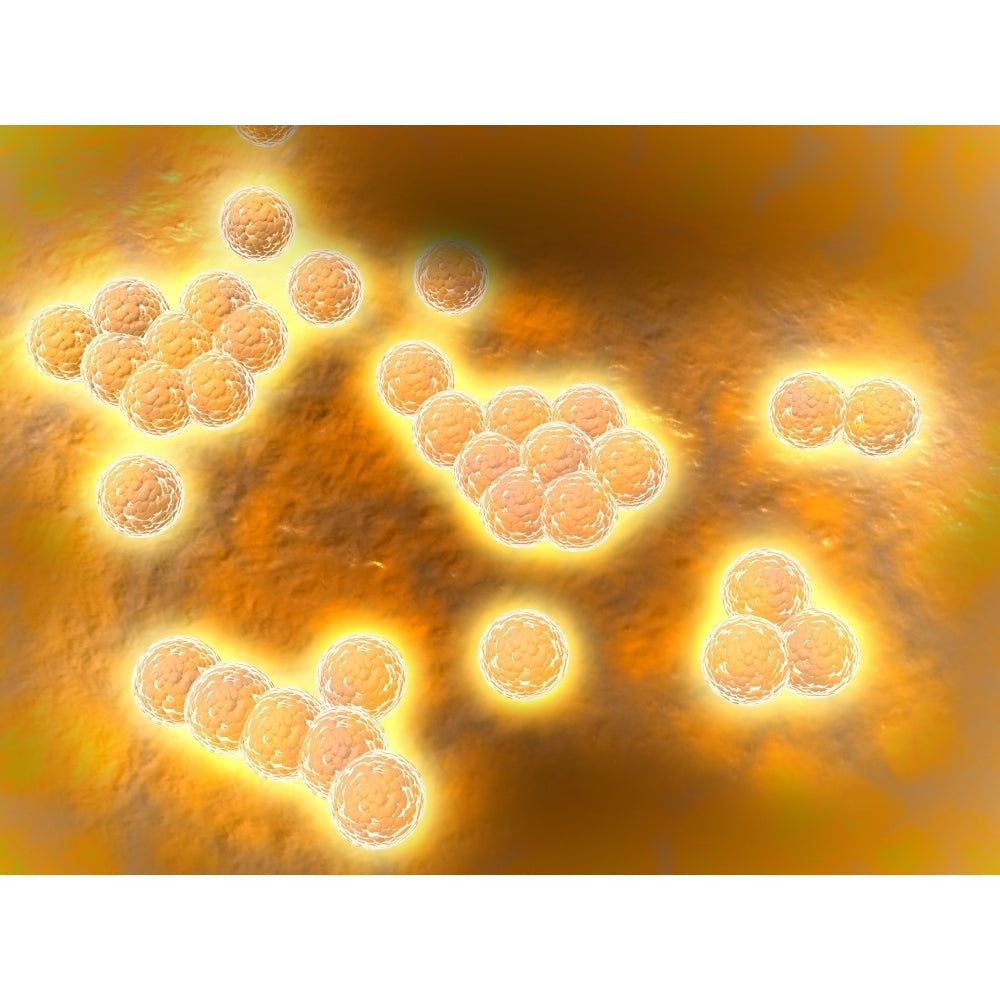 Microscopic view of Methicillin-resistant Staphylococcus aureus Poster Print Image 2