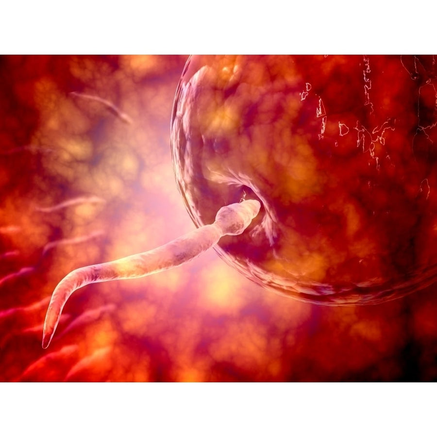 Male reproductive sperm entering the egg Poster Print Image 1