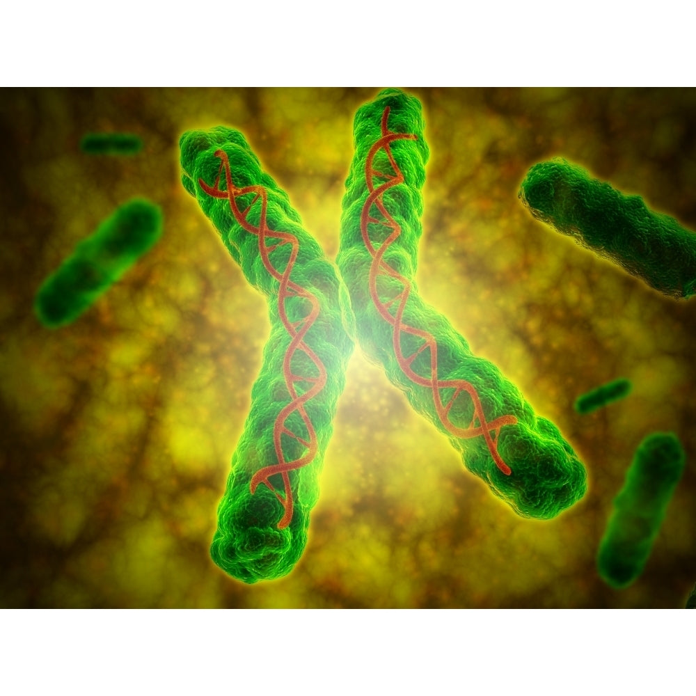 Conceptual image of a telomere Poster Print Image 1