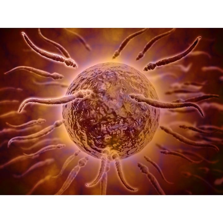 Microscopic view of sperm swimming towards egg Poster Print Image 1