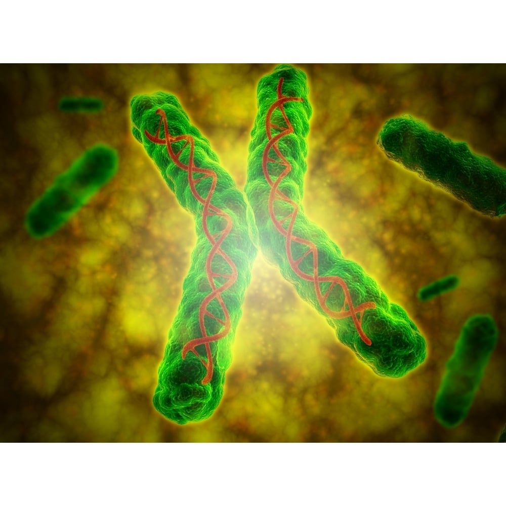 Conceptual image of a telomere Poster Print Image 1