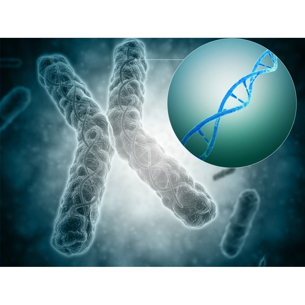 Conceptual image of a telomere showing DNA structure Poster Print Image 1