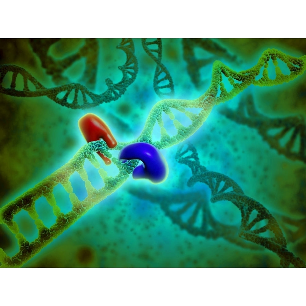 Microscopic view of DNA binding Poster Print Image 1