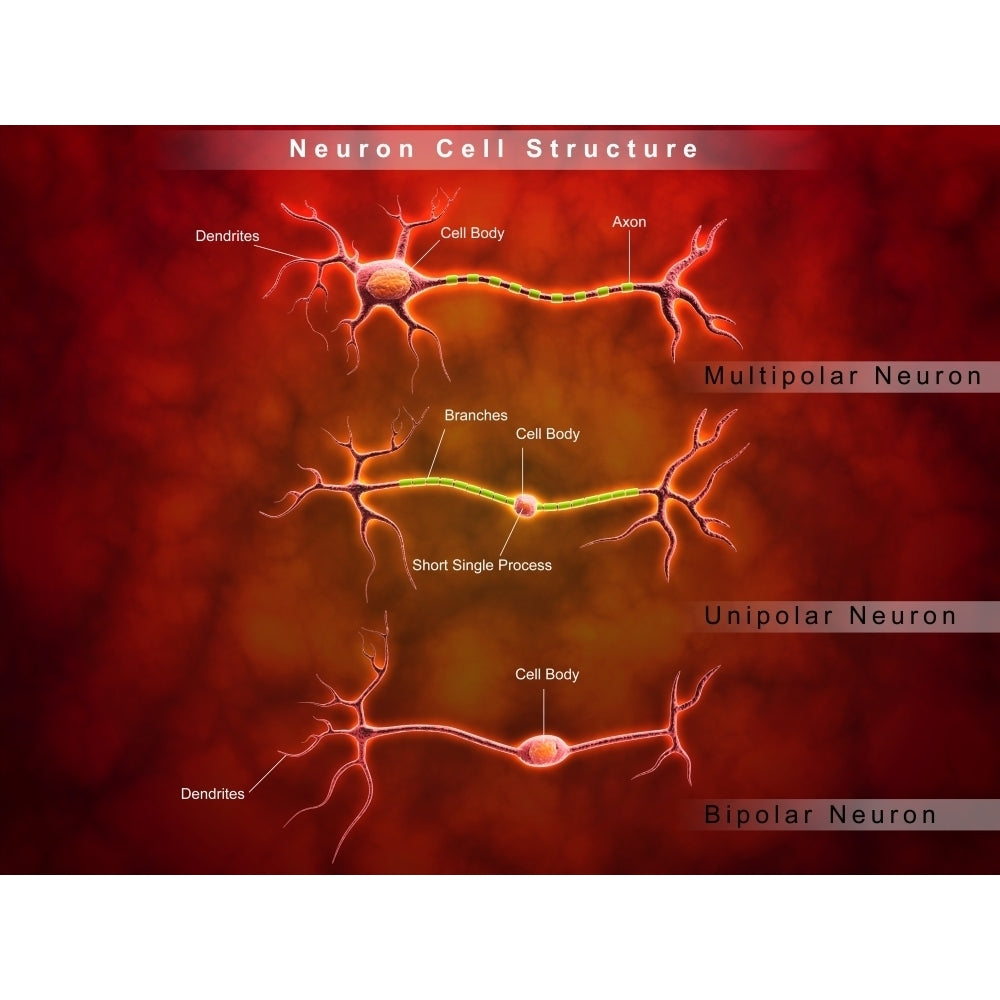 Anatomy structure of neurons Poster Print Image 2